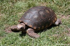 Waldschildkröte (Chelonoidis denticulatus) im Cochahuasi Animal Sanctuary Cuzco, Peru