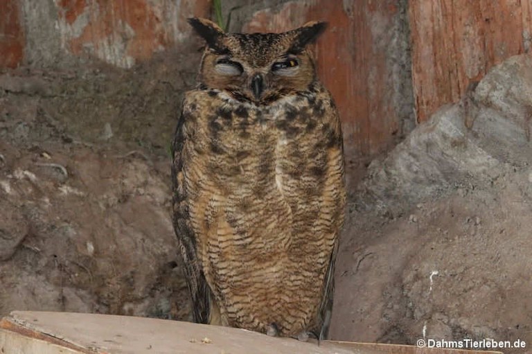 Bubo virginianus