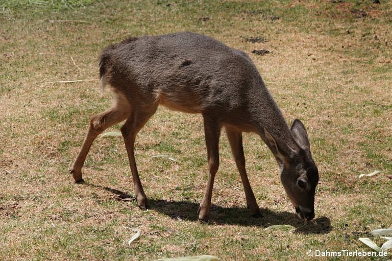 Hippocamelus antisensis