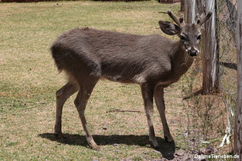 Nördlicher Andenhirsch