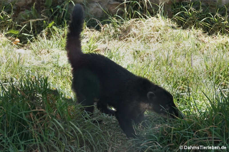 Peru-Nasenbär