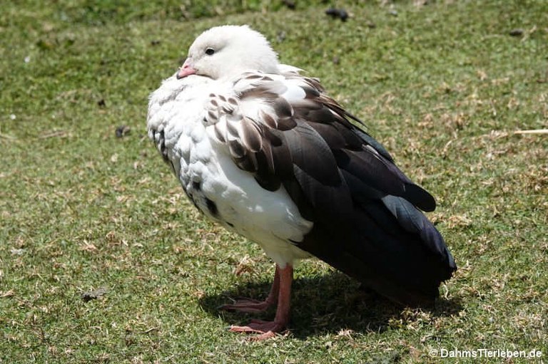 Chloephaga melanoptera