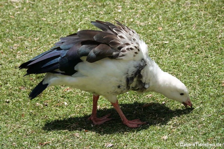 Chloephaga melanoptera