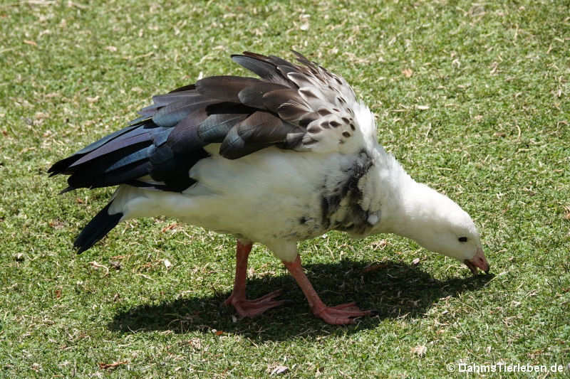 Chloephaga melanoptera