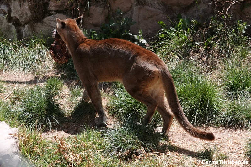 Puma concolor concolor