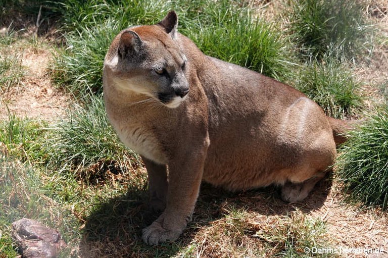 Puma concolor concolor