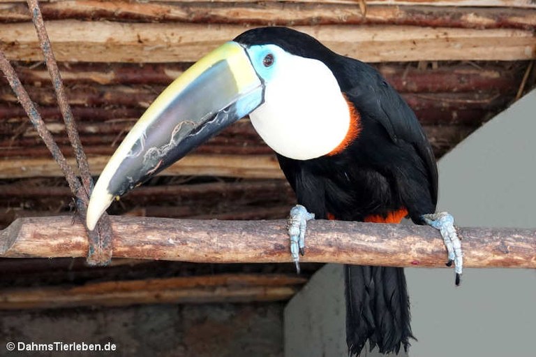 Ramphastos tucanus