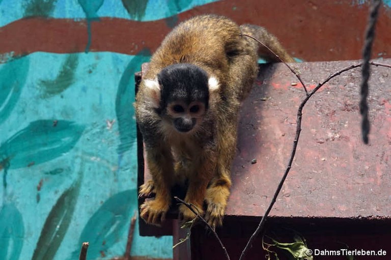 Saimiri boliviensis boliviensis