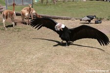 Andenkondore und Vikunjas im Cochahuasi Animal Sanctuary Cuzco, Peru