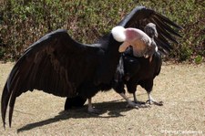 Balzende Andenkondore (Vultur gryphus) im Cochahuasi Animal Sanctuary Cuzco, Peru