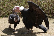 Balzende Andenkondore (Vultur gryphus) im Cochahuasi Animal Sanctuary Cuzco, Peru