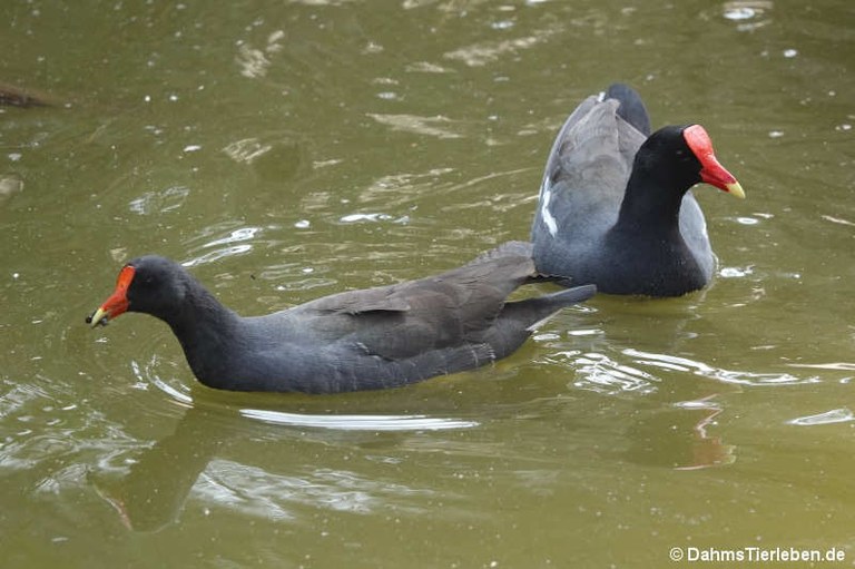 Gallinula galeata