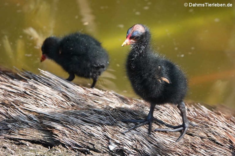 Gallinula galeata