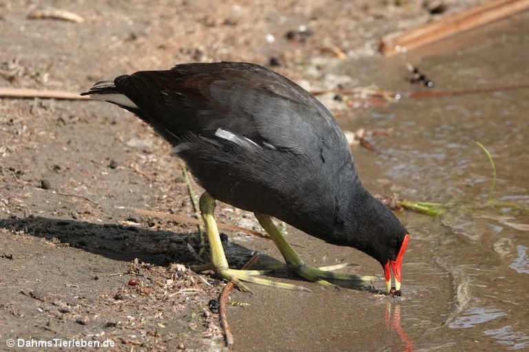 Gallinula galeata