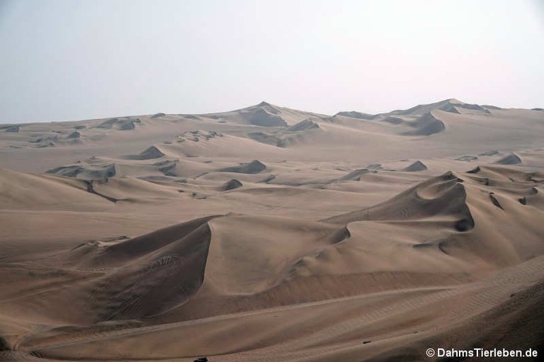 Huacachina Oase