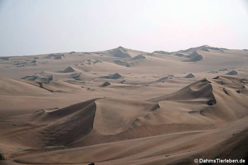 Huacachina Oase