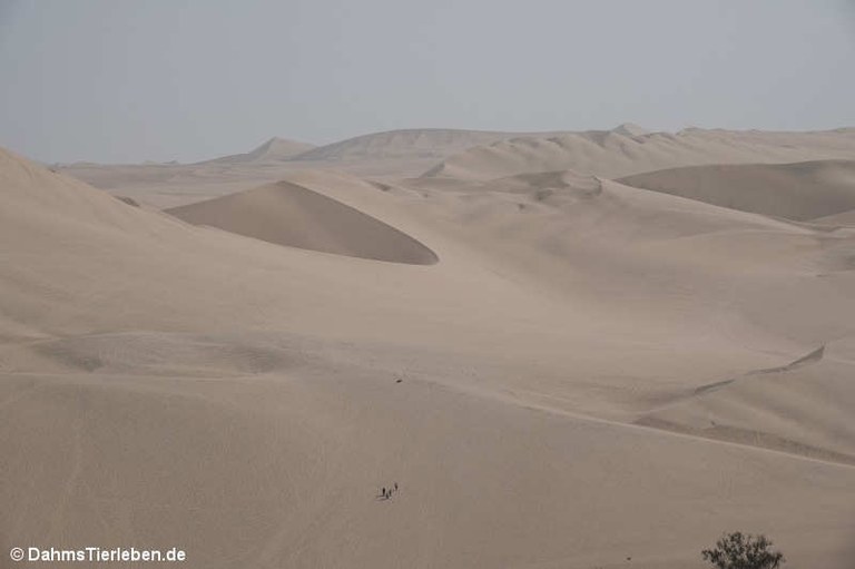 Huacachina Oase