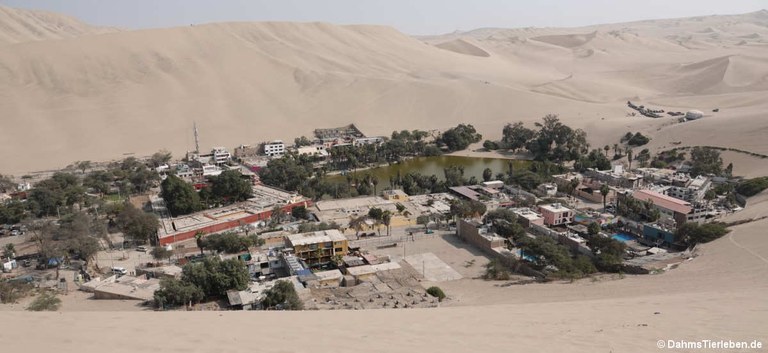 Huacachina Oase