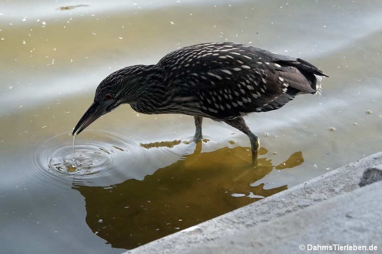 Nycticorax nycticorax