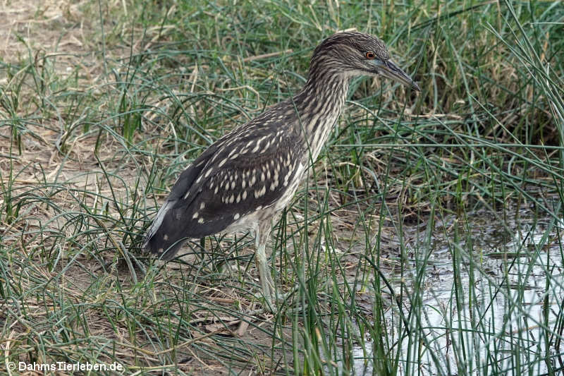 Nycticorax nycticorax