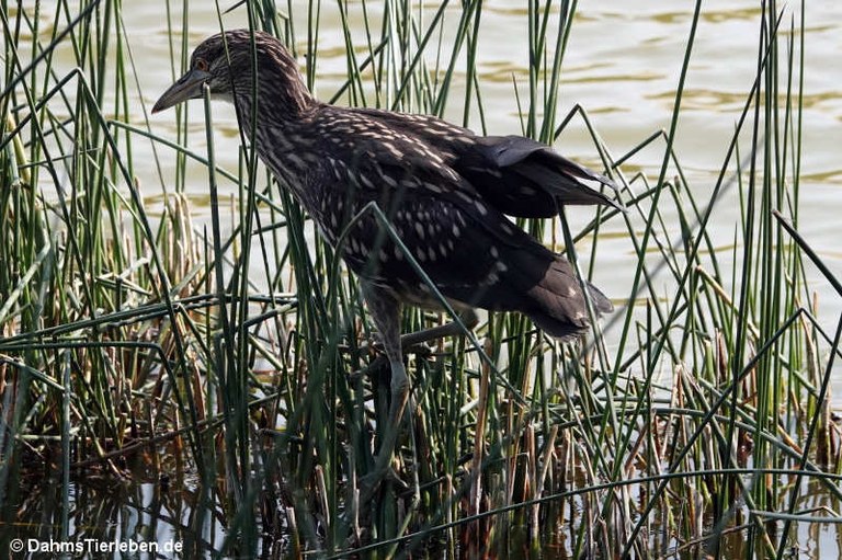 Nycticorax nycticorax