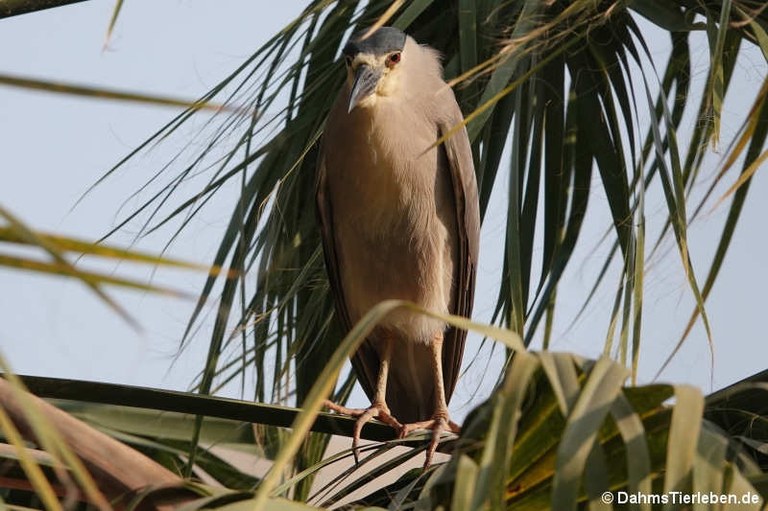 Nycticorax nycticorax