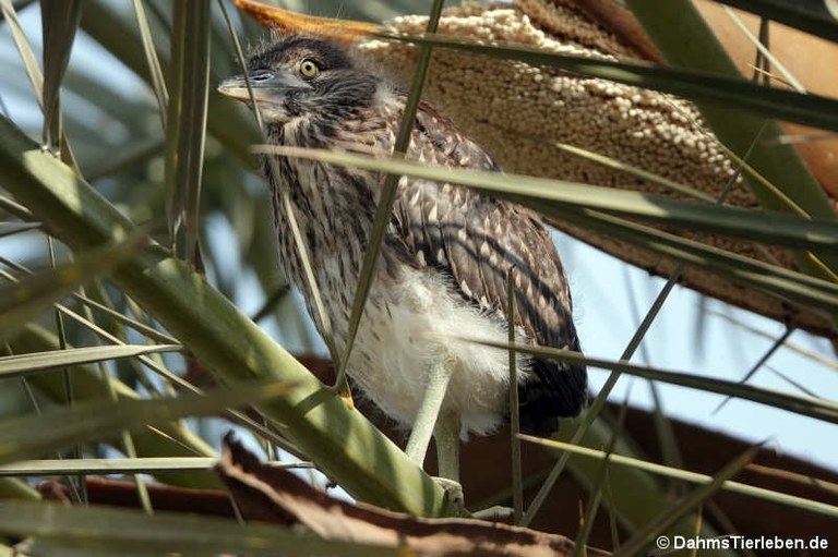 Nycticorax nycticorax