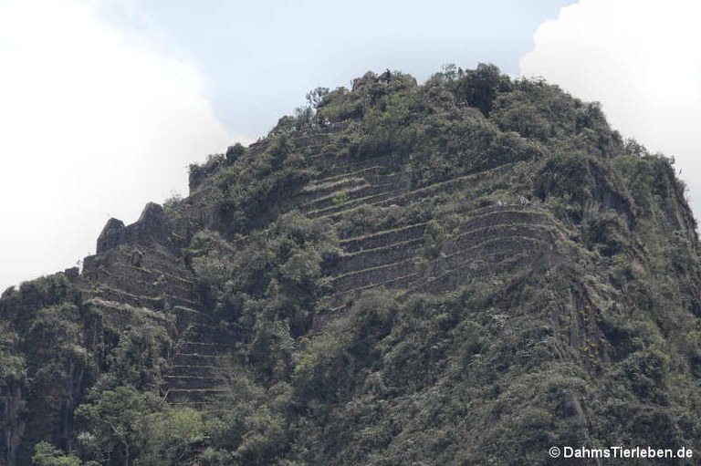 Huayna Picchu