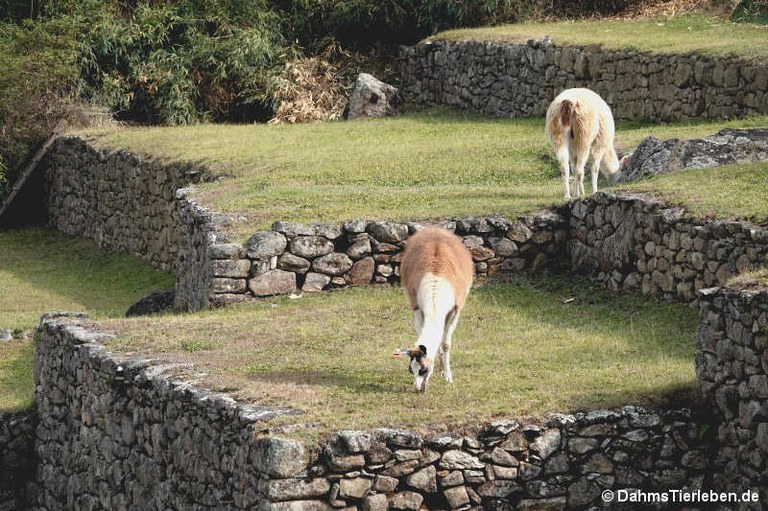 Lamas in Machu Picchu