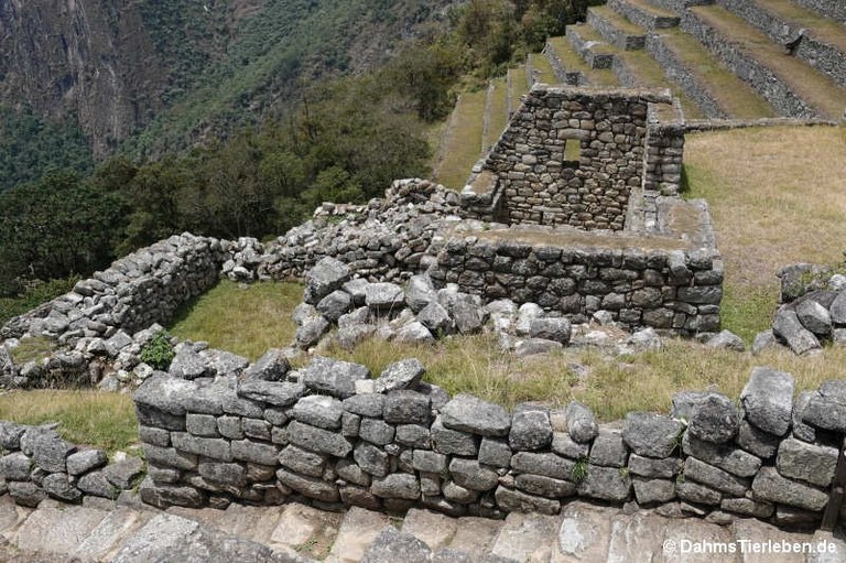 machu-picchu-34.jpg