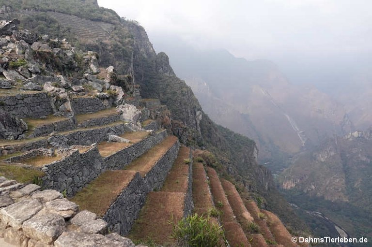 machu-picchu-62.jpg