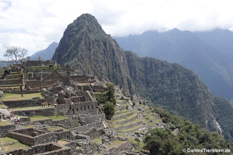 machu-picchu-8.jpg