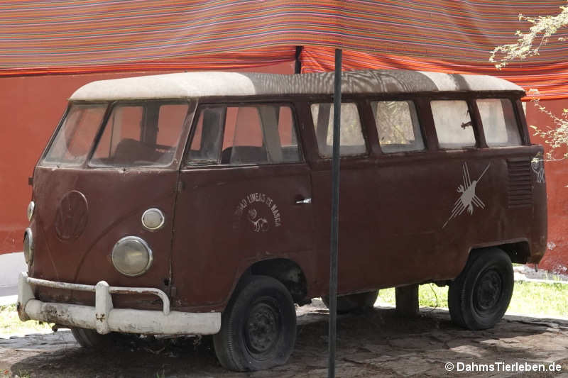 VW Bus