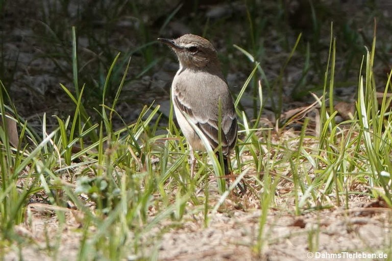 Agriornis micropterus