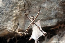 Argiope argentata