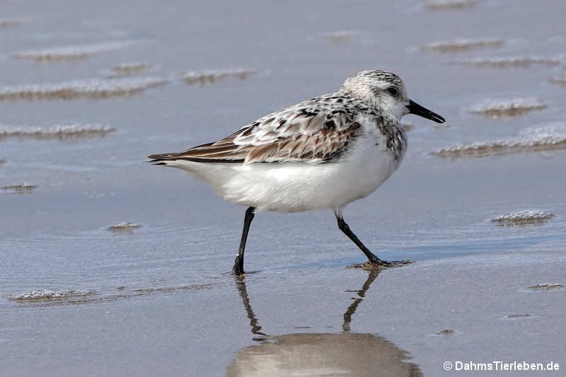 Amerikanischer Sanderling