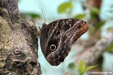 Bananenfalter (Caligo memnon) in Aguas Calientes, Peru