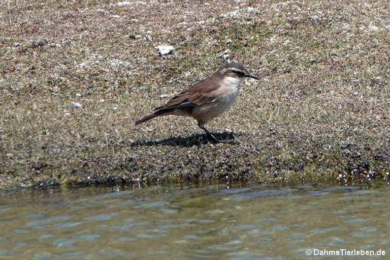 Cinclodes albiventris