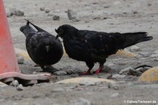 Felsentauben (Columba livia livia) in Aguas Calientes, Peru