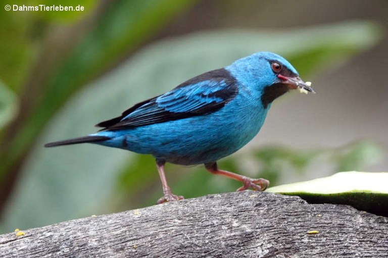 Dacnis cayana