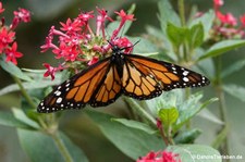 Danaus erippus