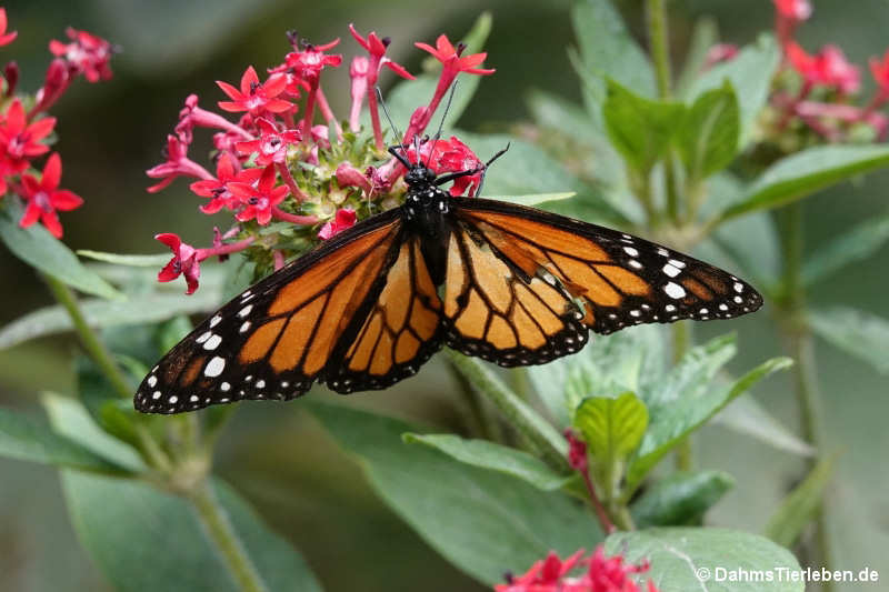 Danaus erippus