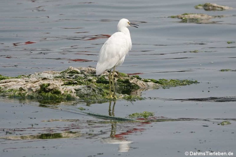 Egretta thula thula