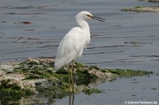 Schmuckreiher (Egretta thula thula) in Paracas, Peru