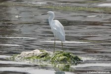 Schmuckreiher (Egretta thula thula) in Paracas, Peru