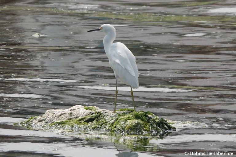 Egretta thula thula