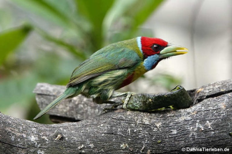 Eubucco versicolor