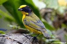 Euphonia laniirostris