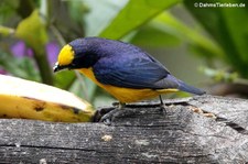 Euphonia laniirostris