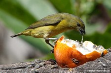 Gelbbauchorganist (Euphonia xanthogaster) in Aguas Calientes, Peru